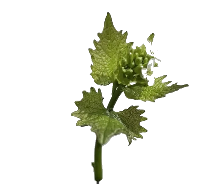 drehendes blatt