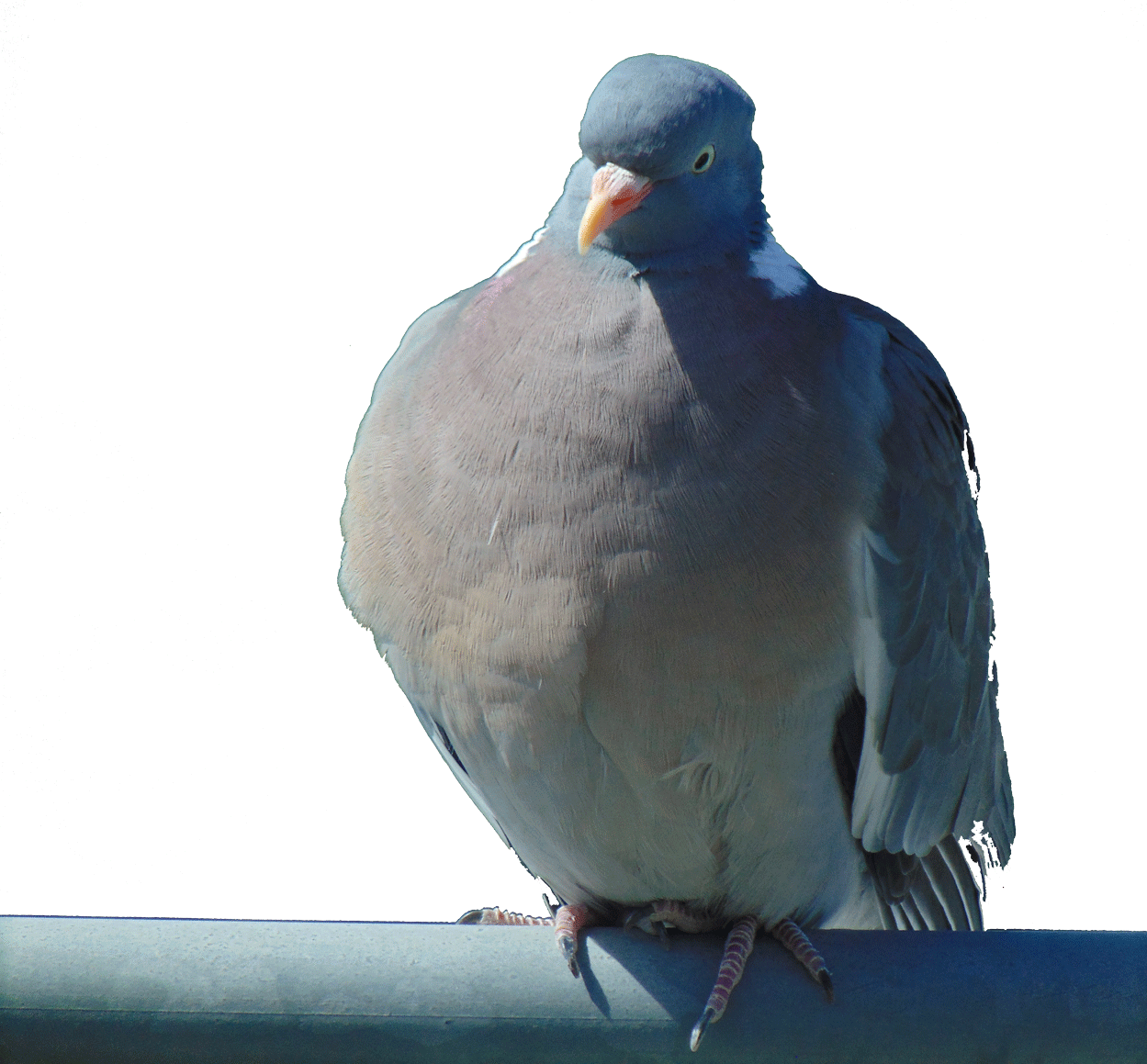 Taube
